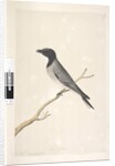 Page 14. Ceblephyris. above title in different hand August. Natural size Little Cuckoo, Shrike? Coracina robusta, 1791-92 by Unknown artist