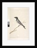 Page 14. Ceblephyris. above title in different hand August. Natural size Little Cuckoo, Shrike? Coracina robusta, 1791-92 by Unknown artist