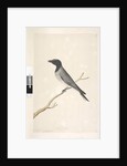 Page 14. Ceblephyris. above title in different hand August. Natural size Little Cuckoo, Shrike? Coracina robusta, 1791-92 by Unknown artist