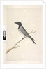 Page 14. Ceblephyris. above title in different hand August. Natural size Little Cuckoo, Shrike? Coracina robusta, 1791-92 by Unknown artist