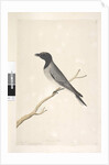 Page 14. Ceblephyris. above title in different hand August. Natural size Little Cuckoo, Shrike? Coracina robusta, 1791-92 by Unknown artist