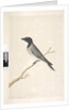 Page 14. Ceblephyris. above title in different hand August. Natural size Little Cuckoo, Shrike? Coracina robusta, 1791-92 by Unknown artist