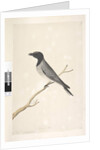 Page 14. Ceblephyris. above title in different hand August. Natural size Little Cuckoo, Shrike? Coracina robusta, 1791-92 by Unknown artist