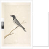Page 14. Ceblephyris. above title in different hand August. Natural size Little Cuckoo, Shrike? Coracina robusta, 1791-92 by Unknown artist
