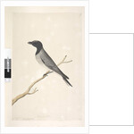 Page 14. Ceblephyris. above title in different hand August. Natural size Little Cuckoo, Shrike? Coracina robusta, 1791-92 by Unknown artist