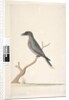 Page 15. Ceblephyris by Unknown artist