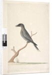 Page 15. Ceblephyris by Unknown artist