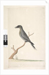 Page 15. Ceblephyris by Unknown artist
