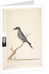 Page 15. Ceblephyris by Unknown artist