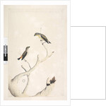 Page 17. Pardalotus by Unknown artist