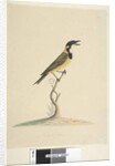 Page 18. Natural size Golden Whistler by Unknown artist