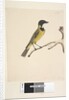 Page 20. Natural size. April Golden Whistler by Unknown artist