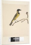 Page 20. Natural size. April Golden Whistler by Unknown artist