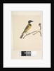 Page 20. Natural size. April Golden Whistler by Unknown artist