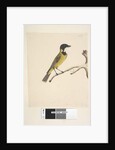 Page 20. Natural size. April Golden Whistler by Unknown artist