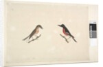 Page 26. Two birds of Norfolk Island Scarlet Robin, 1791-92 by Unknown artist