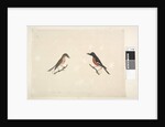 Page 26. Two birds of Norfolk Island Scarlet Robin, 1791-92 by Unknown artist