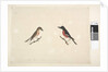 Page 26. Two birds of Norfolk Island Scarlet Robin, 1791-92 by Unknown artist