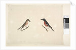 Page 26. Two birds of Norfolk Island Scarlet Robin, 1791-92 by Unknown artist