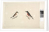 Page 26. Two birds of Norfolk Island Scarlet Robin, 1791-92 by Unknown artist