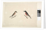 Page 26. Two birds of Norfolk Island Scarlet Robin, 1791-92 by Unknown artist