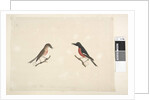 Page 26. Two birds of Norfolk Island Scarlet Robin, 1791-92 by Unknown artist