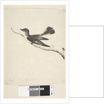 May. Natural size Hooded Robin, female Melanodryas cucullata, 1791-92, Page 27. by Unknown artist