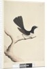 Page 28. Natural size, July Willie Wagtail by Unknown artist