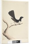 Page 28. Natural size, July Willie Wagtail by Unknown artist