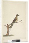 Page 30. ...? Norfolk Island Blackbird? by Unknown artist