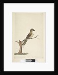 Page 30. ...? Norfolk Island Blackbird? by Unknown artist