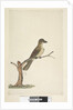 Page 30. ...? Norfolk Island Blackbird? by Unknown artist
