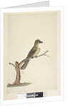 Page 30. ...? Norfolk Island Blackbird? by Unknown artist