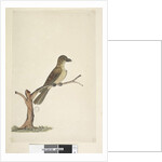 Page 30. ...? Norfolk Island Blackbird? by Unknown artist