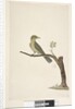 Page 31....? Slender, Billed White, Eye Zosterops tenuirostris, 1791-92 by Unknown artist