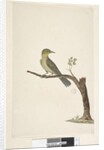 Page 31....? Slender, Billed White, Eye Zosterops tenuirostris, 1791-92 by Unknown artist