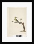 Page 31....? Slender, Billed White, Eye Zosterops tenuirostris, 1791-92 by Unknown artist