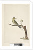 Page 31....? Slender, Billed White, Eye Zosterops tenuirostris, 1791-92 by Unknown artist