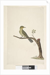 Page 31....? Slender, Billed White, Eye Zosterops tenuirostris, 1791-92 by Unknown artist