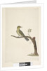Page 31....? Slender, Billed White, Eye Zosterops tenuirostris, 1791-92 by Unknown artist