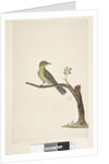 Page 31....? Slender, Billed White, Eye Zosterops tenuirostris, 1791-92 by Unknown artist