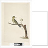 Page 31....? Slender, Billed White, Eye Zosterops tenuirostris, 1791-92 by Unknown artist