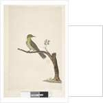Page 31....? Slender, Billed White, Eye Zosterops tenuirostris, 1791-92 by Unknown artist