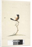 Page 33. Natural size Red, Backed Wren Malurus melanocephalu,male, 1791-92 by Unknown artist