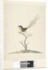 Page 35. Natural size Emu, Wren, male Stipiturus malachurus, 1791-92 by Unknown artist