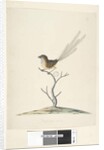Page 35. Natural size Emu, Wren, male Stipiturus malachurus, 1791-92 by Unknown artist