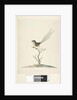 Page 35. Natural size Emu, Wren, male Stipiturus malachurus, 1791-92 by Unknown artist