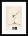 Page 35. Natural size Emu, Wren, male Stipiturus malachurus, 1791-92 by Unknown artist