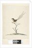Page 35. Natural size Emu, Wren, male Stipiturus malachurus, 1791-92 by Unknown artist