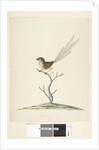 Page 35. Natural size Emu, Wren, male Stipiturus malachurus, 1791-92 by Unknown artist